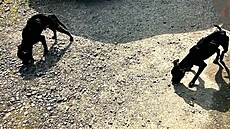 P�i odebírání p�vodním majitel�m byli oba dlouhodob� týraní pejsci kost a k��e....