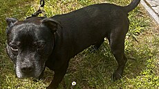 V útulku nabírají na síle a jsou pod dohledem veteriná��. Zatímco p�vodním...