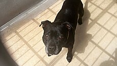 V útulku nabírají na síle a jsou pod dohledem veteriná��. Zatímco p�vodním...