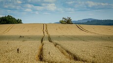 Pole s obilím p�ed sklizní (6. srpna 2025).
