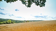 Pole s obilím p�ed sklizní (6. srpna 2025).