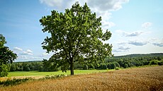 Pole s obilím p�ed sklizní (6. srpna 2025).