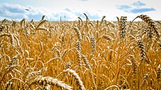 Pole s obilím p�ed sklizní (6. srpna 2025).
