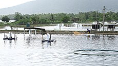 Pracovník na farm� spole�nosti Ujung Kulon Sukses Makmur Abadi krmí krevety....