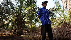 Suratmen Mosmon, 85letý p�stitel olejné palmy, stojí na své plantá�i v Pontianu...
