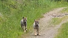 Turistka natoila v Jeseníkách unikátní zábry vlat.