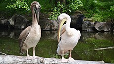 Ilustra�ní fotografie pelikán� z plze�ské zoologické zahrady.