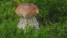 Pohlazení po du�i snad ka�dého houba�e, h�ib smrkový