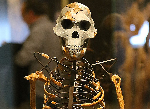 V Praze přistály fosílie Lucy a Selam. Tři miliony let staří prapředci lidstva