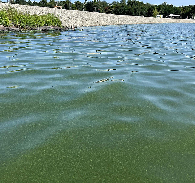 Jezero u Hluína má problém, hlavn u beh se hromadí a drí sinice. (15....