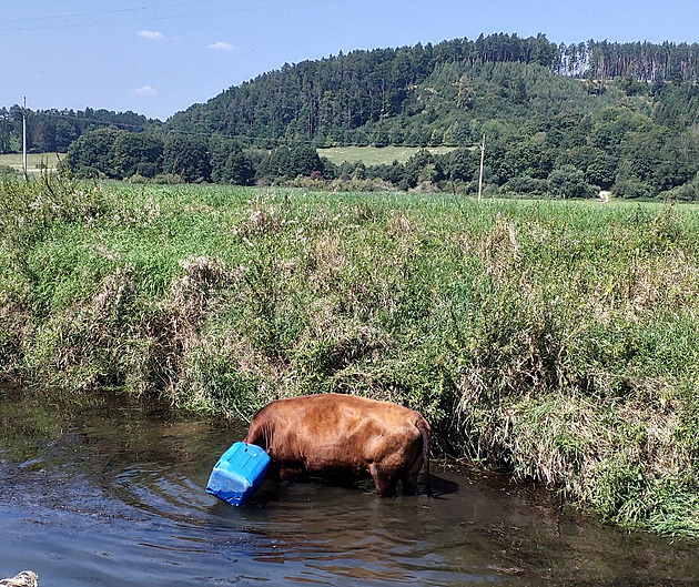 Hasii z eky Tebvky zachraovali krávu s barelem na hlav. (15. srpna 2025)