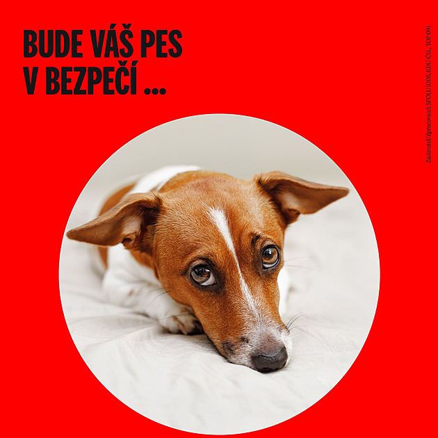 Báječné léto pod psa a výhrůžka Betyně. Češi se baví kauzou poslankyně ANO