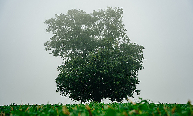 Hápv javor, od nj se lze pokochat dalekým rozhledem do kraje, má za sebou...