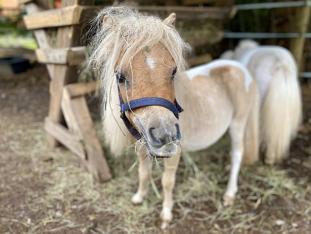 Kraj do domova v Tmavém Dole auditory neposlal, policie řeší další oznámení