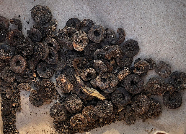 Archeologové ze ZU v Plzni odkryly pod horou íp mohylu významné pravké eny....