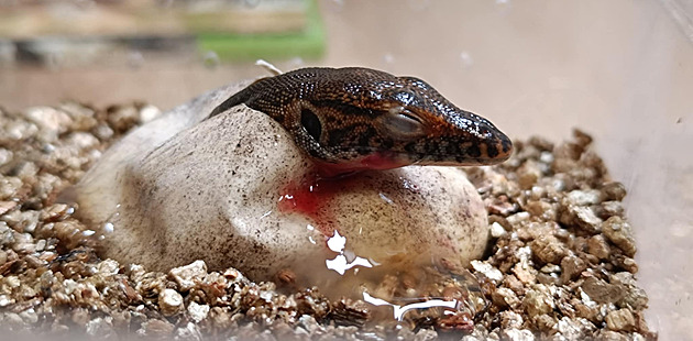 Varan Mertensv se v plzeské zoo vylíhl po tyech letech. Pekvapí, jak se 27...