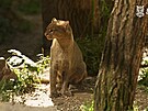 V ostravsk zoo se narodila mlata jaguarundi