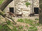 V Zoo Ostrava se rozmnoili jaguarundi. Samice prvorodika se ukzala jako...