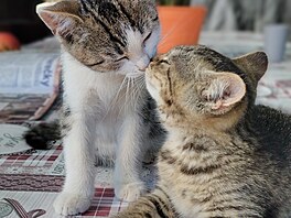 Sourozenci Mia a Mourek