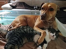 Tolerantní Layla s ros�ákem Filípkem