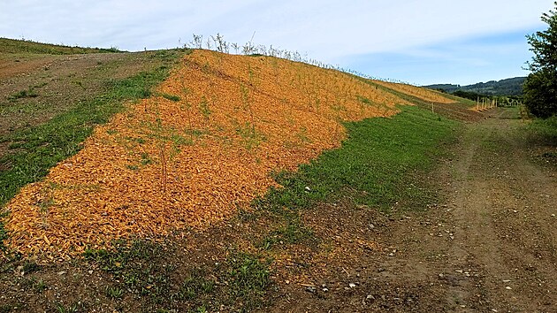 Na mst bval skldky u Mohelnice u rostou stromy a kee.