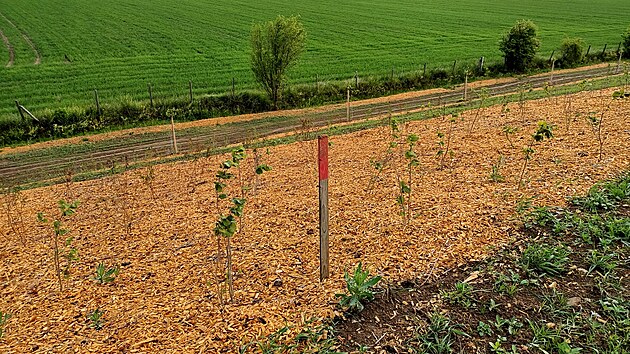 Na mst bval skldky u Mohelnice u rostou stromy a kee.