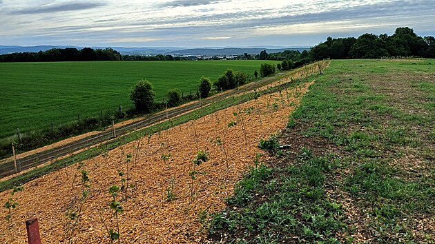 Na mst bval skldky u Mohelnice u rostou stromy a kee.