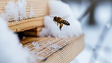 Chov vel ve vysokých horských podmínkách je pedmtem zkoumání souasného...