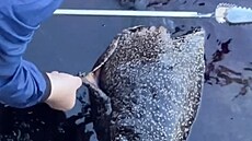 Ptikilogramový moský slimák