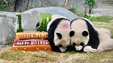 Dvojata pandy obrovské, Jia Jia a De De, která se narodila v Hongkongu,...