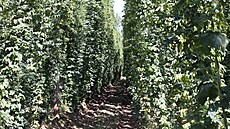 Chmelnice na �atecku.