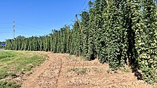 Chmelnice na �atecku.