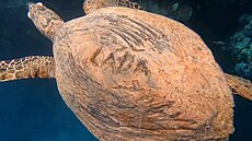 elva s vyrytým podpisem Láa.