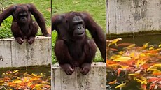 Opice mo�ila do jezírka, ryby z toho byly na v�tvi