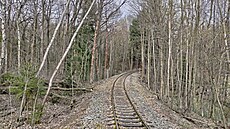 Tsn ped Popovicemi vedou koleje lesem.