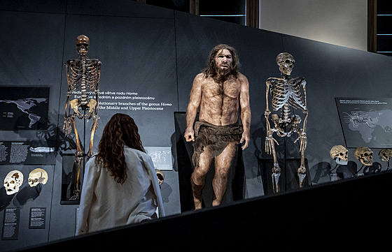 Národní muzeum otev�elo expozici s prap�edky lidstva Lucy a Selam. Fosilie jsou...