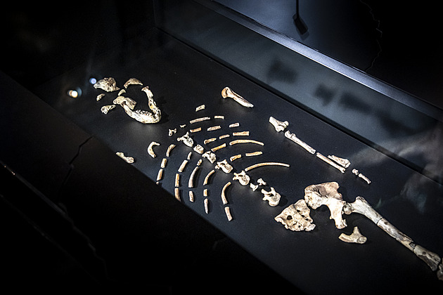 Zapomeňte na Lucy. Slavná pramáti lidstva padá, na její místo se dere nový praotec