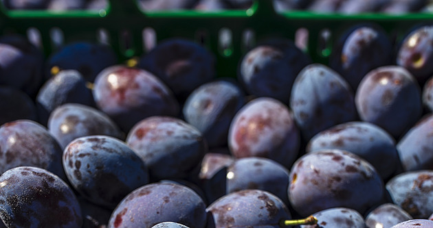 Summer Pruning for Plums: When and How to Trim Without Disease Risk