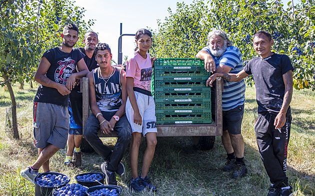 Po letech bídy si ovocnáři chválí úrodu. Pálenice mají žně, lidé si ale připlatí