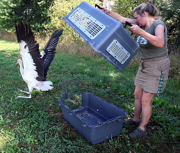 Čapí sezona začala o týden dříve, na komín v Chebu dosedla Slávka