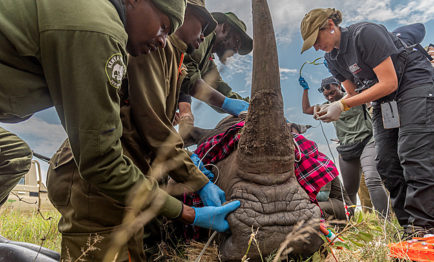Transfer embrya samici Ariemet v ervenci 2024