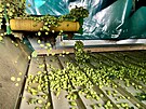 Ve Steknku na atecku maj na zpracovn chmele novou esaku.