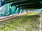 Ve Steknku na atecku maj na zpracovn chmele novou esaku.
