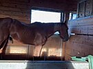 V Dolnch Dunajovicch ivo zbdovan kon