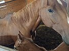 Kon v Dolnch Dunajovicch na Beclavsku jsou podle veterin chovni v...