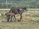 Kon v Dolnch Dunajovicch na Beclavsku jsou podle veterin chovni v...
