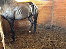 Kon v Dolnch Dunajovicch na Beclavsku jsou podle veterin chovni v...