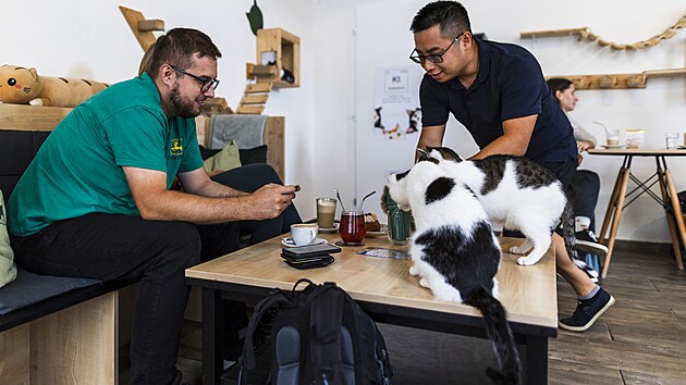 Koi kavrna Ti Koketi v Brn. (srpen 2025)