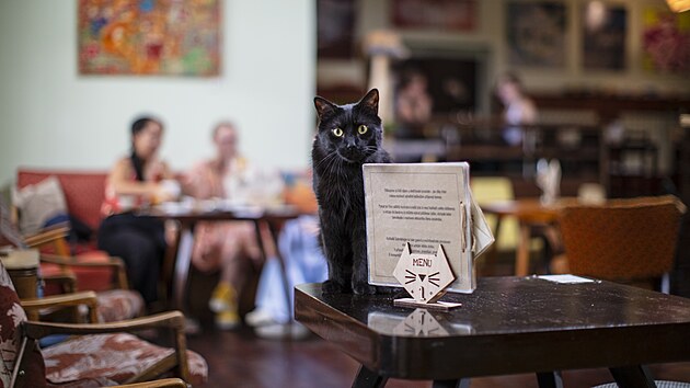 Koi kavrna Kokaf Schrdinger. (srpen 2025)