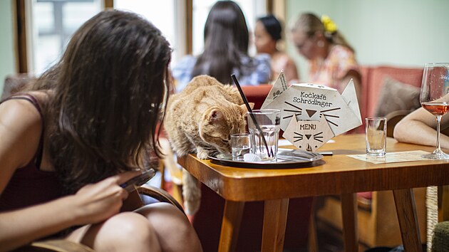 Koi kavrna Kokaf Schrdinger. (srpen 2025)